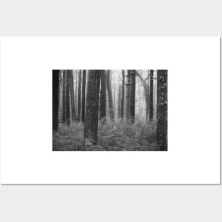 black and white forest with trees in fog Posters and Art